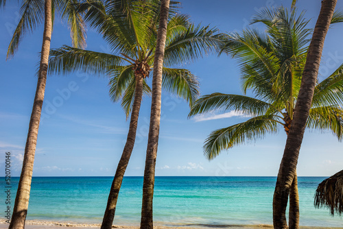 Fototapeta Naklejka Na Ścianę i Meble -  Tropical paradise: caribbean beach with palm trees, Montego Bay, Jamaica