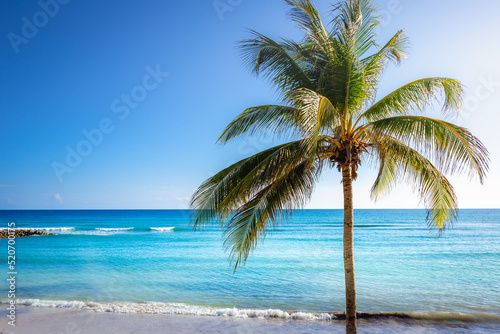 Fototapeta Naklejka Na Ścianę i Meble -  Tropical paradise: caribbean beach with single palm tree, Montego Bay, Jamaica