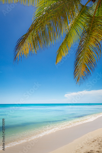 Tropical paradise: caribbean beach with palm tree, Punta Cana, Saona Island