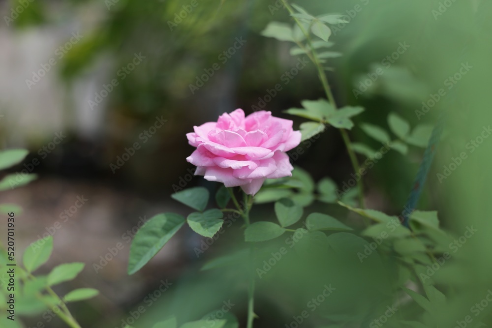 Pink roses are in a garden with blurred green leaves in the background.