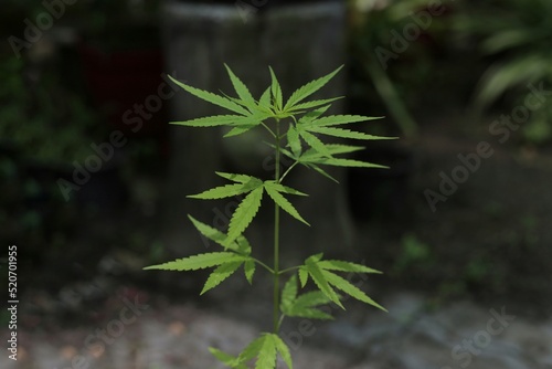 Cannabis plants  cannabis leaf plants. 