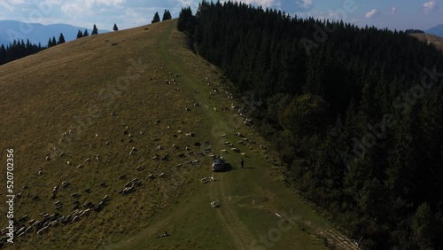 Aerial drone shot flying.Car is driving dispersing a flock of sheep in the mountains. Green background, sunny day.