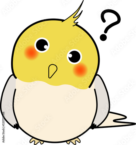 疑問を感じる可愛いオカメインコ