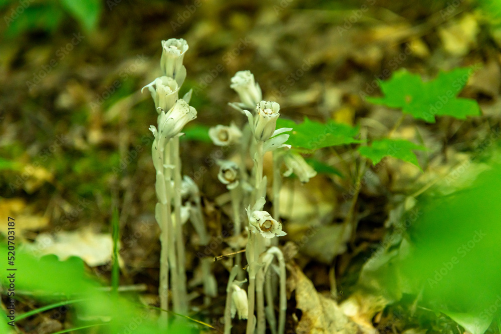 Ghost Pipes ~ Monotropa uniflora Ghost Pipes ~ Monotropa uniflora