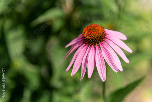 Echinacea Purple Cone Flower Sea Urchin