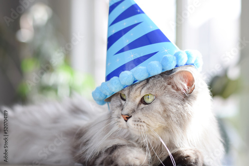 Grey fluffy cat with birthday hat greetng card photo