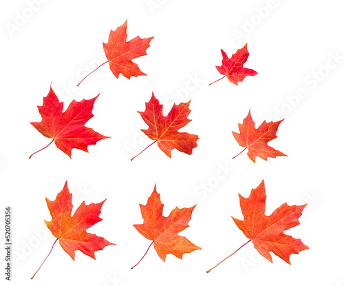 Group of orange red maple leaves isolated cutout