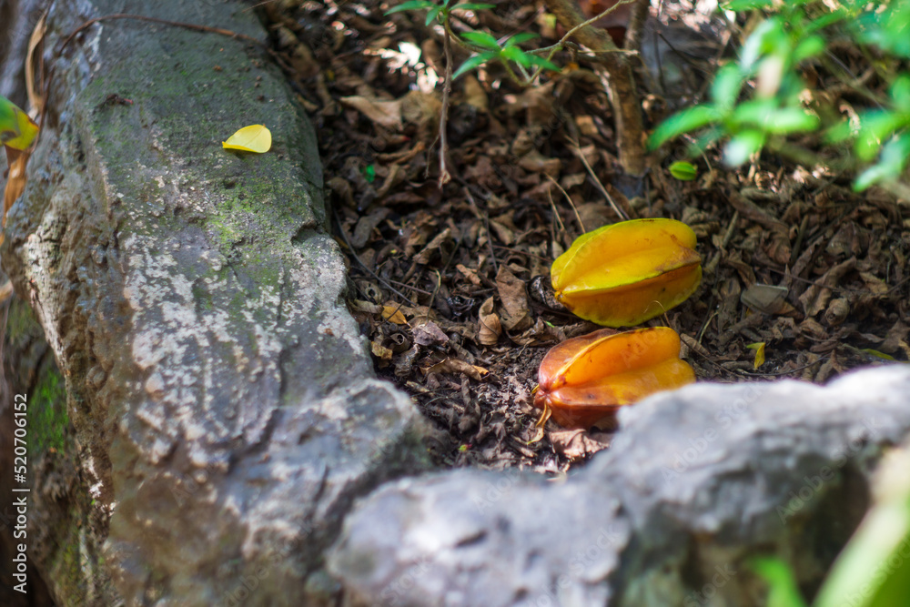 star fruit on the ground garden star fruit on the ground garden