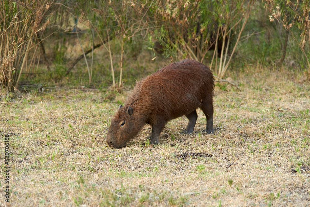 Capybara, hydrochoerus hydrochaeris, largest living rodent, native to South America, a summer afternoon, in El Palmar National Park, Entre Rios, Argentina. Capybara, hydrochoerus hydrochaeris, largest living rodent, native to South America, a summer afternoon, in El Palmar National Park, Entre Rios, Argentina.