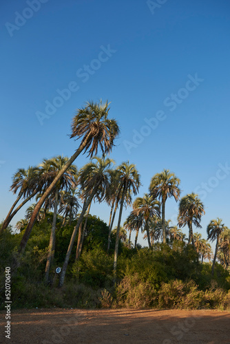 Wallpaper Mural Summer landscape of El Palmar National Park, in Entre Rios, Argentina, a protected area where the endemic Butia yatay palm tree is found. Concepts: ecological tourism, protection of native species. Torontodigital.ca