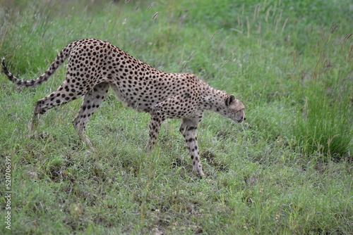 Beautiful Cheetah in the Serengeti, Tanzania, Africa