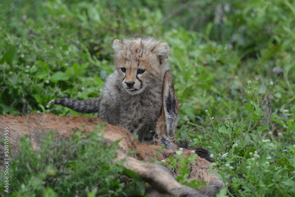 Fototapeta premium Beautiful Cheetah in the Serengeti, Tanzania, Africa