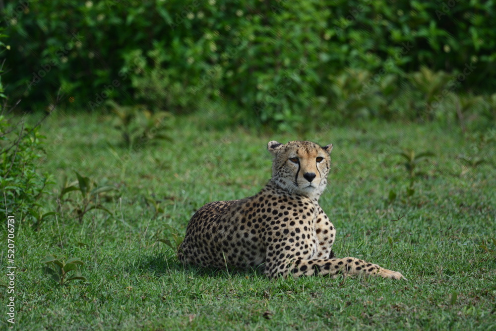 Beautiful Cheetah in the Serengeti, Tanzania, Africa Beautiful Cheetah in the Serengeti, Tanzania, Africa