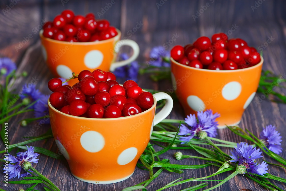 Berries still-life. Three cups filled with red ripe cherry berries between blue flowers of cornflowers on wooden boards. Selective focus Berries still-life. Three cups filled with red ripe cherry berries between blue flowers of cornflowers on wooden boards. Selective focus