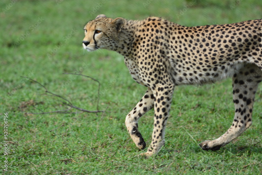 Beautiful Cheetah in the Serengeti, Tanzania, Africa Beautiful Cheetah in the Serengeti, Tanzania, Africa