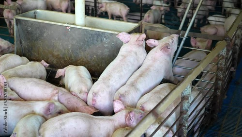 Pigs eat at trough. Hogs drink water at industrial factory farm in America. Midwestern states in USA raise most meat in United States. photo