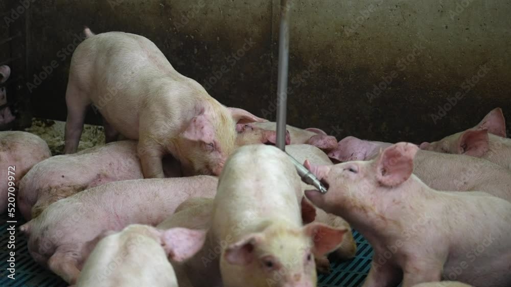Pig bites ear of hog in pigpen. Animal abuse at industrial factory farm in USA. Piglets drink water. Pig bites ear of hog in pigpen. Animal abuse at industrial factory farm in USA. Piglets drink water.