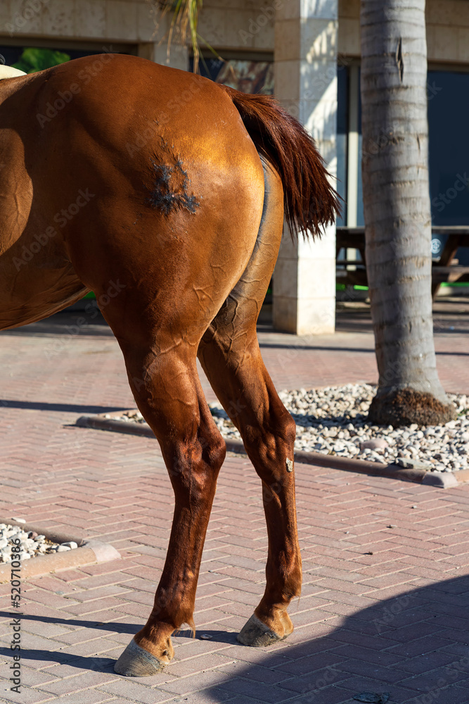 Horse's hind legs and hooves in resting position on a street. Typical leg position for horses
