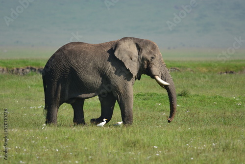 elephant  family  herd  king  large  animal  wild  wildlife  safari  mammal  nature  grass  africa  tanzania  serengeti  animals  green  spring