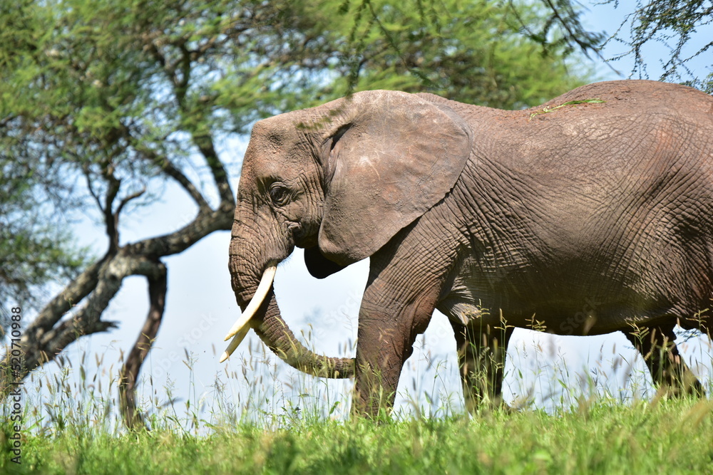 Fototapeta premium elephant, family, herd, king, large, animal, wild, wildlife, safari, mammal, nature, grass, africa, tanzania, serengeti, animals, green, spring