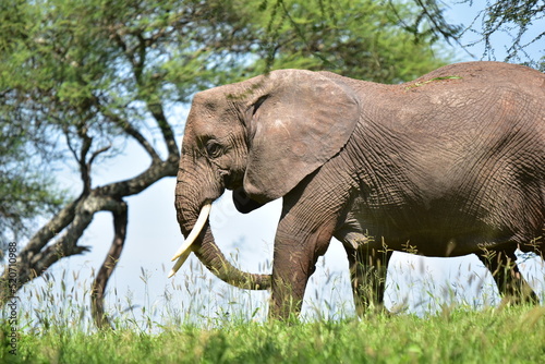 elephant  family  herd  king  large  animal  wild  wildlife  safari  mammal  nature  grass  africa  tanzania  serengeti  animals  green  spring