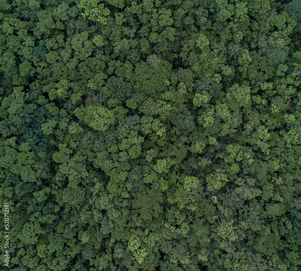Aerial top view green forest tree texture and background, Tropical rainforest Ecosystem ecology healthy environment Texture green tree forest view from above. Aerial top view green forest tree texture and background, Tropical rainforest Ecosystem ecology healthy environment Texture green tree forest view from above.