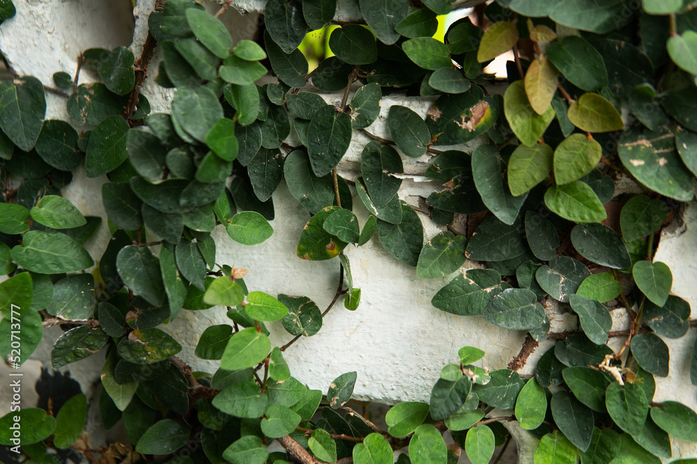 Dark Green leaves Climbing fig or Creeping fig (Ficus pumila) plant