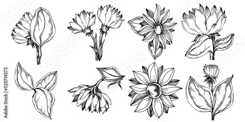 Sunflower summer. Isolated botanical flower  leaves. Black and white engraved sketch ink art. Leaf plant botanical garden floral foliage. Wildflower drawing leaf illustration element.