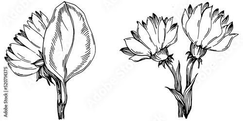 Sunflower summer. Isolated botanical flower  leaves. Black and white engraved sketch ink art. Leaf plant botanical garden floral foliage. Wildflower drawing leaf illustration element.