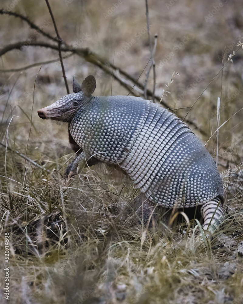 Fototapeta premium Armadillo
