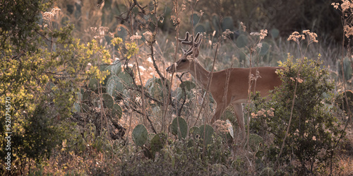 Canvas Print Deer in Brush