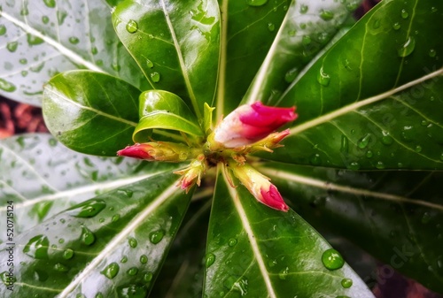 red flower with water drops