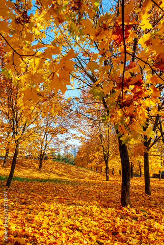 Maple yellow leaves in the park. The height of golden autumn, a clear sunny day with leaf fall