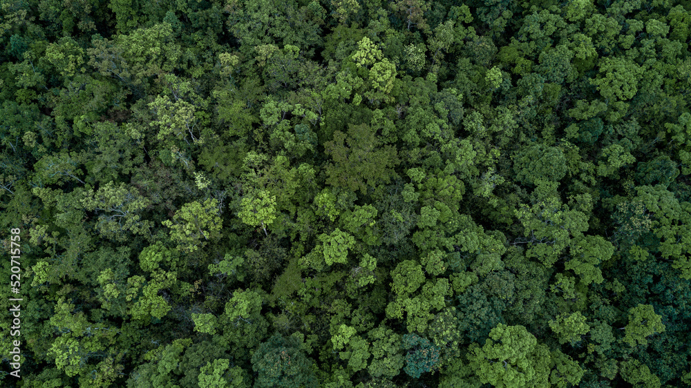 Aerial top view green forest tree texture and background, Tropical rainforest Ecosystem ecology healthy environment Texture green tree forest view from above.