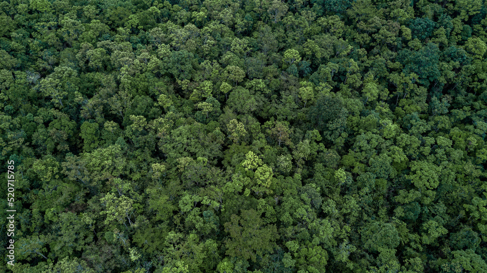 Aerial top view green forest tree texture and background, Tropical rainforest Ecosystem ecology healthy environment Texture green tree forest view from above.