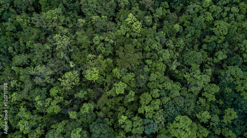 Aerial top view green forest tree texture and background  Tropical rainforest Ecosystem ecology healthy environment Texture green tree forest view from above.