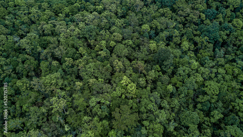 Aerial top view green forest tree texture and background, Tropical rainforest Ecosystem ecology healthy environment Texture green tree forest view from above. © Kalyakan