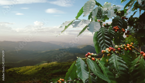 Coffee tree with fresh arabica coffee bean in coffee plantation on the mountain at northern of Chiang Rai, Thailand.