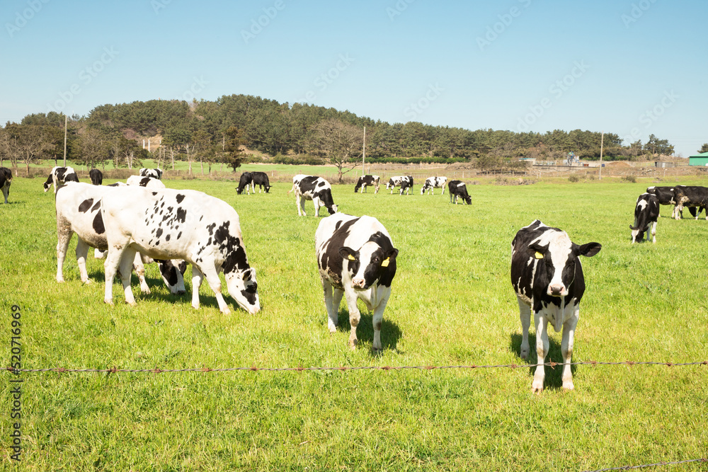 grass-eating cows