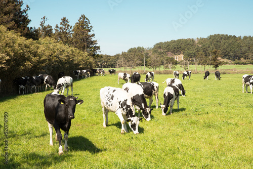 grass-eating cows
