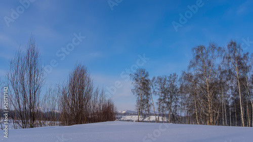 Pure white snow in the valley sparkles in the sun. Bare trees against a clear blue sky. Copy space. Altai