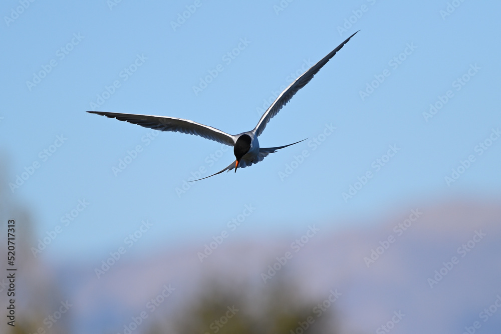 Forester Tern in hovering the sky Forester Tern in hovering the sky