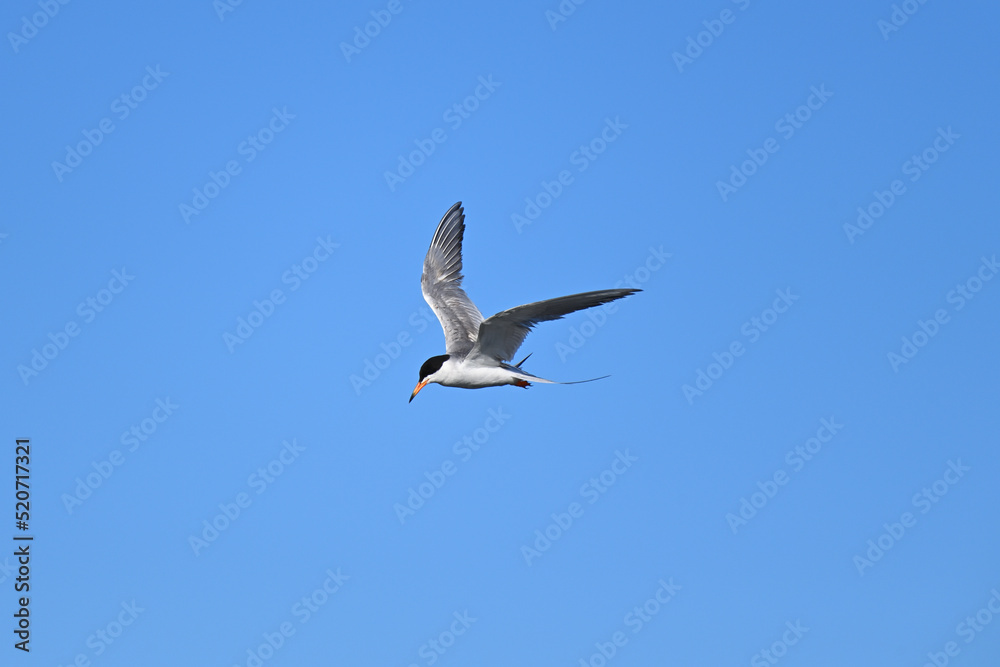 Forester Tern in hovering the sky
