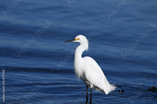 Snowy Egret waiting for fish