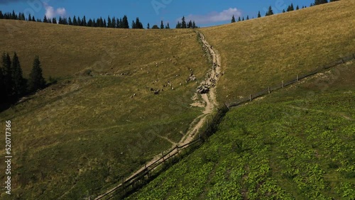 Aerial drone shot flying.Car is driving dispersing a flock of sheep in the mountains. Green background, sunny day.