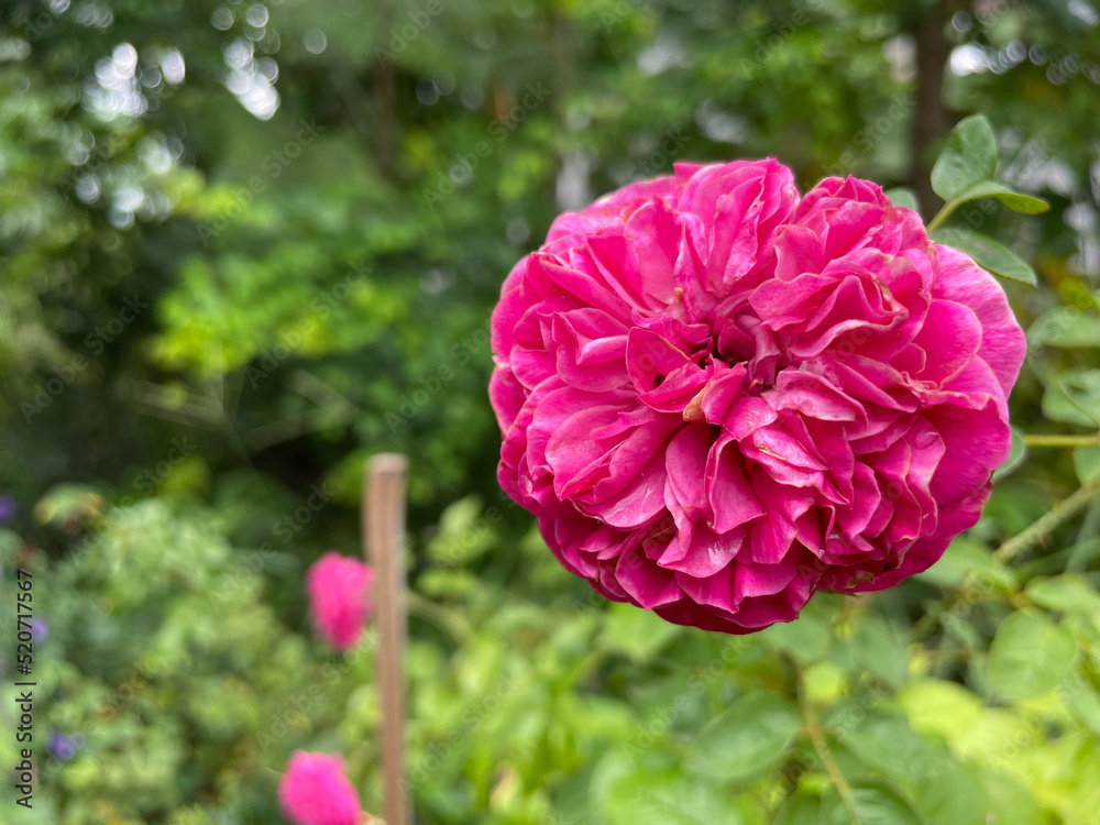 Close up Rose flowers on grenn nature.