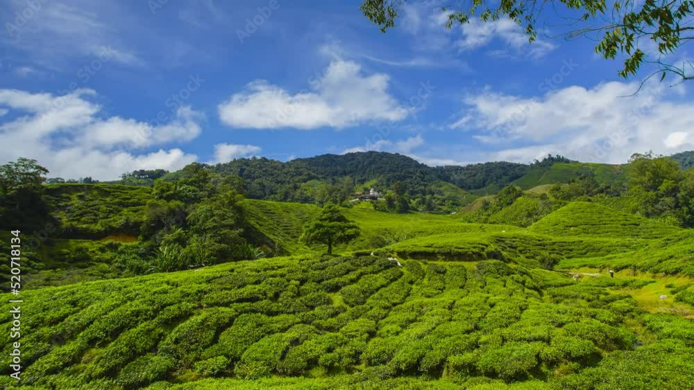 4K Timelapse at fresh tea plantation after sunrise. ZoomOut effect 4K Timelapse at fresh tea plantation after sunrise. ZoomOut effect
