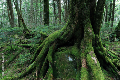 苔に覆われた古木の根と巨石