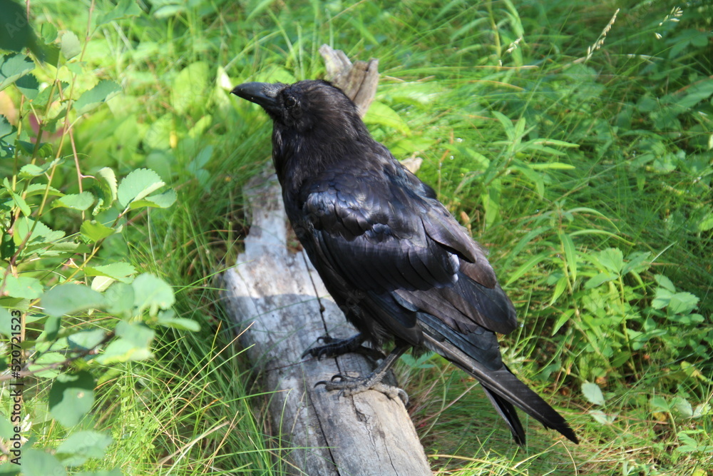 Raven On The Log, Jasper National Park, Alberta Raven On The Log, Jasper National Park, Alberta