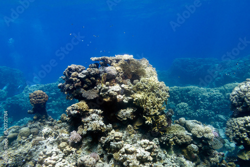 Coral reef with hard corals at the bottom of tropical sea, underwater landscape